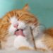 Feline Wellness: Proven Strategies for a Healthy and Happy Cat