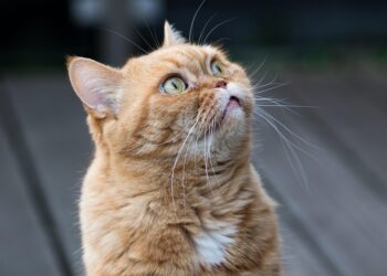 Feline Wellness: A Guide to Cat Health Care Essentials