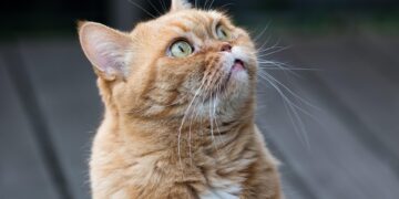 Feline Wellness: A Guide to Cat Health Care Essentials