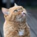 Feline Wellness: A Guide to Cat Health Care Essentials