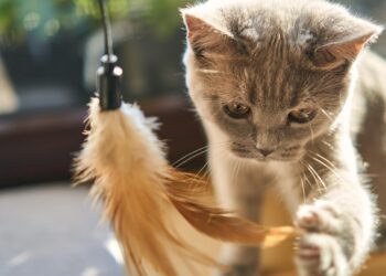 The Perfect Pet: Discovering the Joy of Small Hypoallergenic Cats