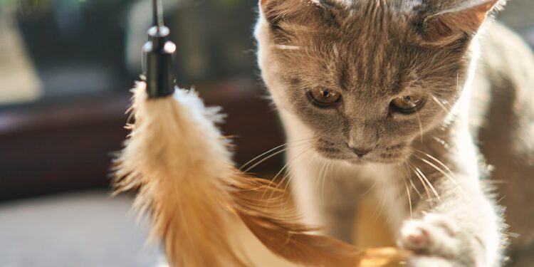The Perfect Pet: Discovering the Joy of Small Hypoallergenic Cats