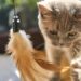 The Perfect Pet: Discovering the Joy of Small Hypoallergenic Cats