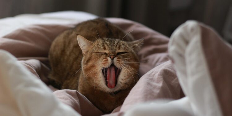 Purr-fecting the Basics: Essential Cat Training Tips for Newbies