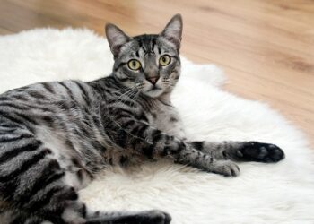 Purr-fecting Your Cat’s Wellness: Tips for a Happy and Healthy Feline