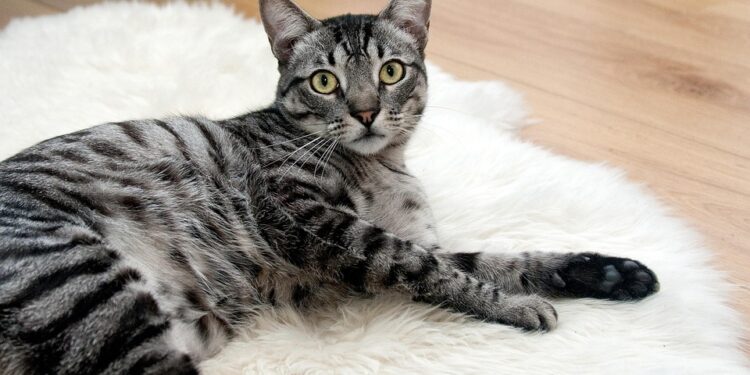 Purr-fecting Your Cat’s Wellness: Tips for a Happy and Healthy Feline