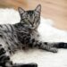 Purr-fecting Your Cat’s Wellness: Tips for a Happy and Healthy Feline