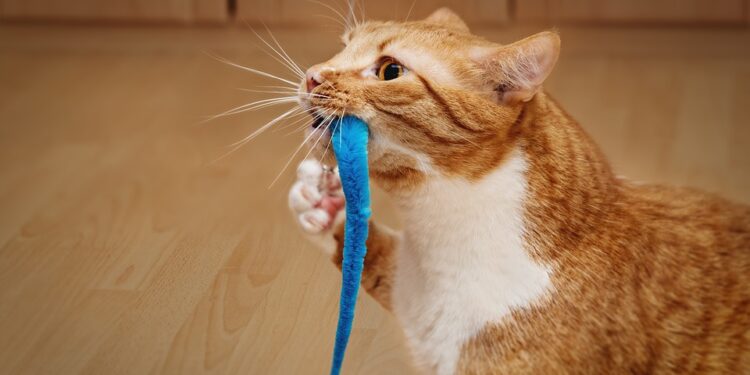 Feline Fun: The Ultimate Cat Toy Ball in a Ball Adventure!