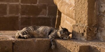 Unleash the Adventure: Exploring the World with Your Feline Friend on a Cat Leash