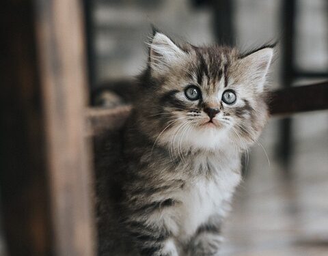 Perfect Pets: Easy-to-Train Hypoallergenic Cats for Any Home