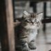 Perfect Pets: Easy-to-Train Hypoallergenic Cats for Any Home