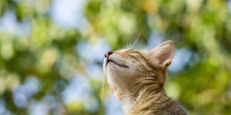 Independent Feline Friends: The Best Apartment Cats for Solo Living