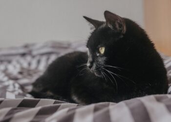 Whiskerlicious: Vet-Approved Homemade Cat Treat Recipes – Flourless and Fabulous!