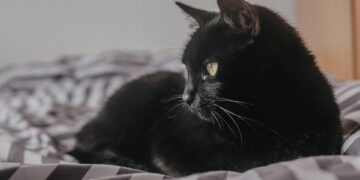 Whiskerlicious: Vet-Approved Homemade Cat Treat Recipes – Flourless and Fabulous!