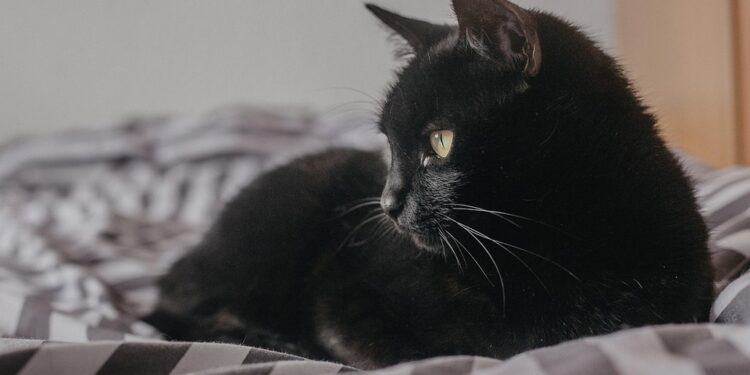 Whiskerlicious: Vet-Approved Homemade Cat Treat Recipes – Flourless and Fabulous!