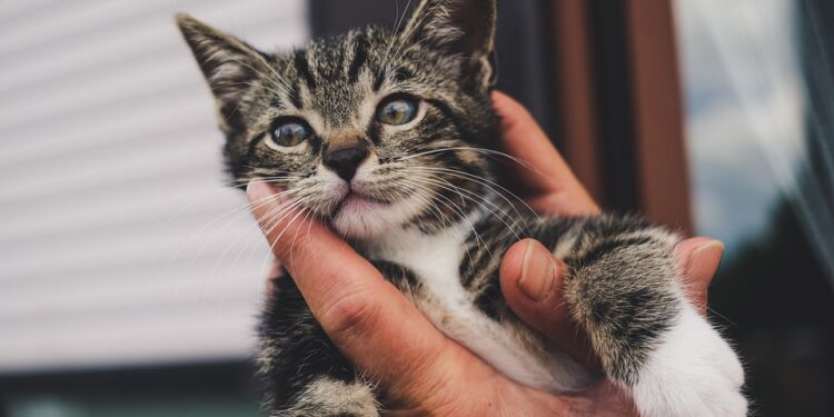 Kid-Friendly and Allergy-Friendly: The Best Small Hypoallergenic Cats for Families