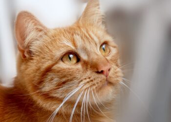 Conquering Cat Behavior: Understanding and Resolving Common Feline Issues