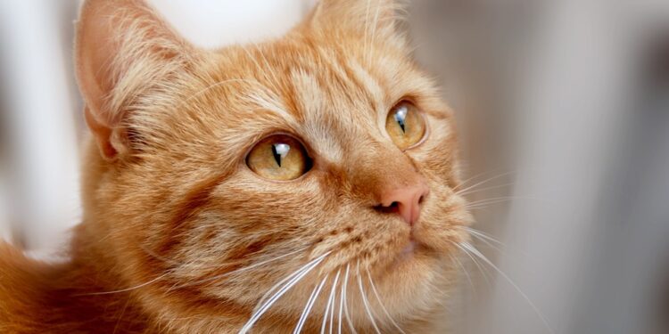 Conquering Cat Behavior: Understanding and Resolving Common Feline Issues