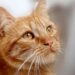 Conquering Cat Behavior: Understanding and Resolving Common Feline Issues