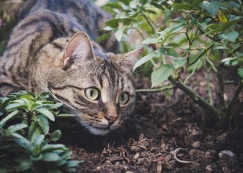 The Purr-fect Guide to Keeping Your Feline Friend Healthy: Essential Tips for Cat Care