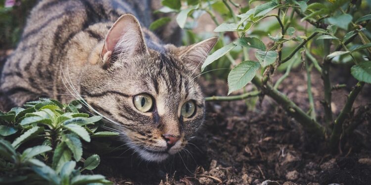 The Purr-fect Guide to Keeping Your Feline Friend Healthy: Essential Tips for Cat Care