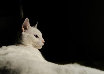 Purr-fectly Nourished: The Ultimate Guide to Cat Health Food