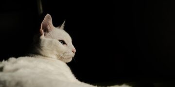 Purr-fectly Nourished: The Ultimate Guide to Cat Health Food