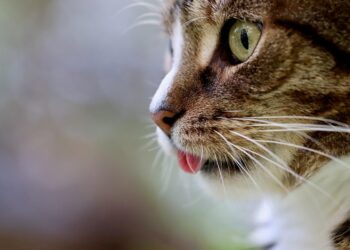 Cracking the Code: Understanding and Resolving Common Cat Behavior Problems