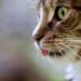 Cracking the Code: Understanding and Resolving Common Cat Behavior Problems