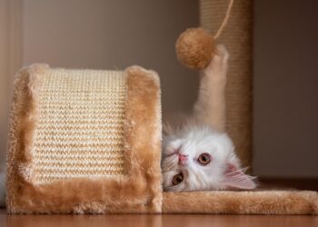 Playful Paws: How to Keep Your Cat Entertained with Ball Toys