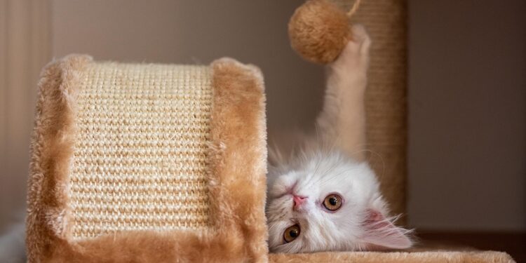 Playful Paws: How to Keep Your Cat Entertained with Ball Toys