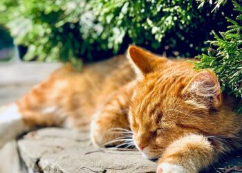 Purr-fectly Fascinating: Cat Tips and Trivia to Keep Your Feline Friend Happy and Healthy