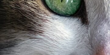 Top 10 Apartment-Friendly Feline Friends: Finding the Perfect Cat Companion for Your Urban Space