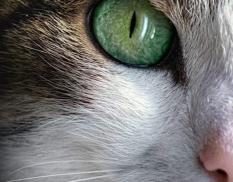 Top 10 Apartment-Friendly Feline Friends: Finding the Perfect Cat Companion for Your Urban Space