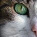 Top 10 Apartment-Friendly Feline Friends: Finding the Perfect Cat Companion for Your Urban Space