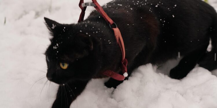 The Ultimate Guide to Finding the Best Cat Leash for Your Feline Friend