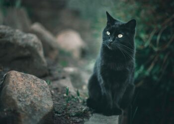 Unleash the Adventure: The Quest for the Longest Cat Leash