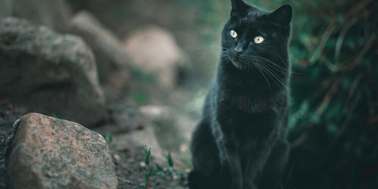 Unleash the Adventure: The Quest for the Longest Cat Leash