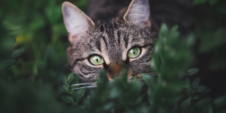 Purr-fect Paws: Essential Tips for Happy and Healthy Cats