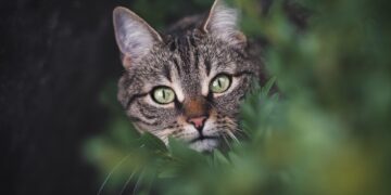 Unleash Your Cat’s Freedom: The Ultimate Rope Cat Leash Guide