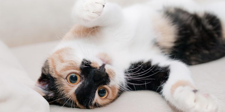 Feline Fashion: The Ultimate Guide to Designer Cat Accessories