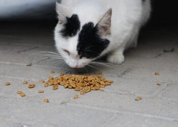 Crack the Code: Delicious Cat Food for Picky Eaters