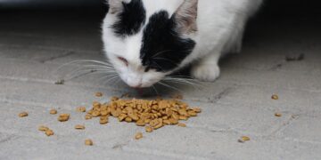 Crack the Code: Delicious Cat Food for Picky Eaters