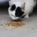 Crack the Code: Delicious Cat Food for Picky Eaters