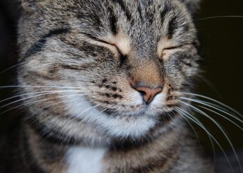 Purr-fectly Healthy: Essential Tips for Cat Wellness