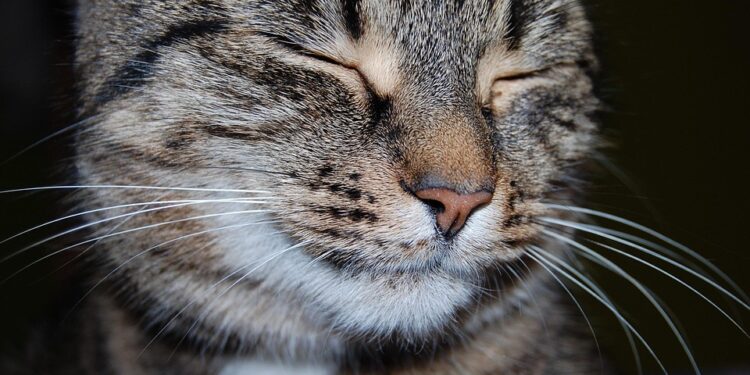 Purr-fectly Healthy: Essential Tips for Cat Wellness