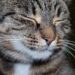 Purr-fectly Healthy: Essential Tips for Cat Wellness