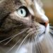 Feline Fashionista: Designer Must-Haves for Your Stylish Cat