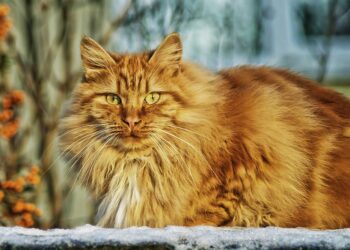 The Hidden World of Feline Behavior: Decoding the Mysteries of Your Cat’s Mind