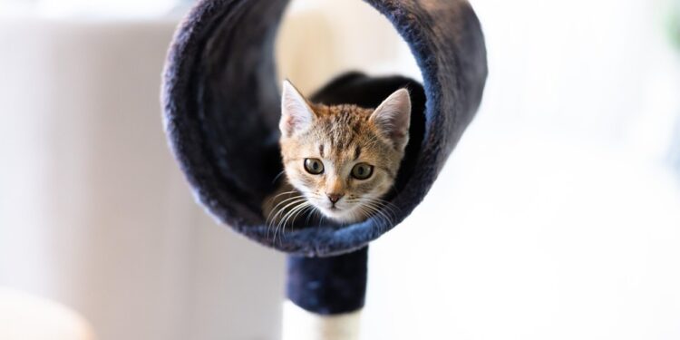 Purrfect Playtime: The Best Cat Water Toys to Keep Your Feline Friend Hydrated and Entertained